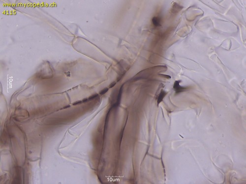 Tricholoma atrosquamosum - HDS - 