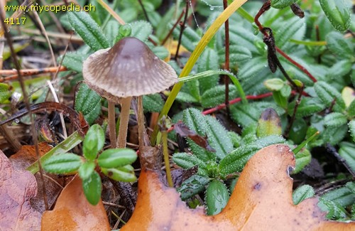 Mycena aetites - 