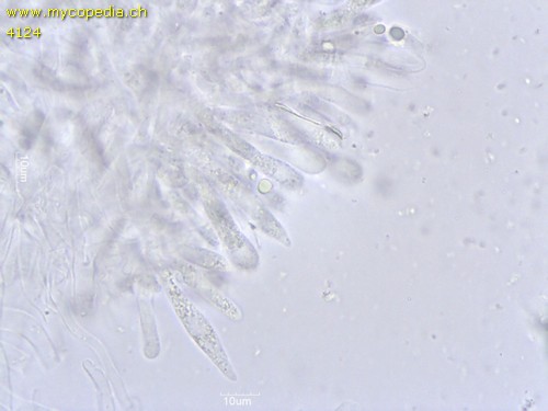 Crinipellis scabella - Cheilozystiden - 