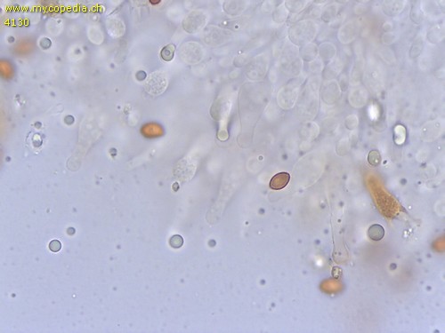 Gymnopilus sapineus - Cheilozystiden - Wasser  - 