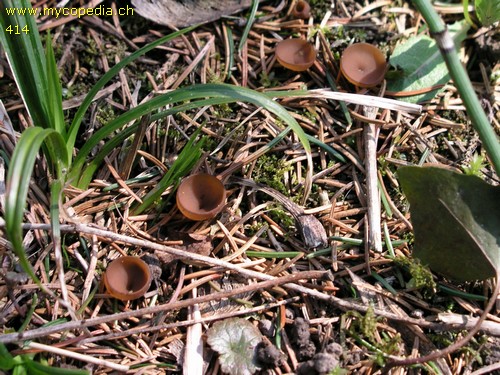 Dumontinia tuberosa - 