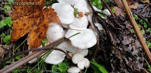 Leucocybe connata - 