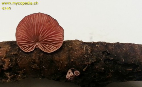 Panellus violaceofulvus - 