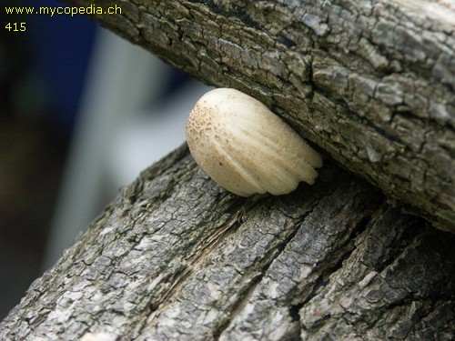 Coprinellus domesticus - 