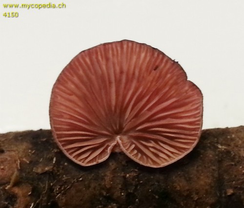 Panellus violaceofulvus - 