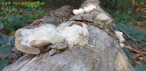 Trametes gibbosa - 