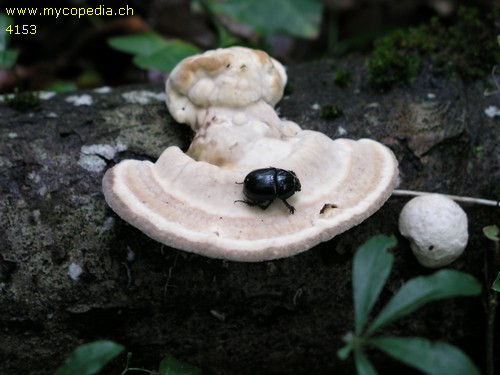 Trametes gibbosa - 