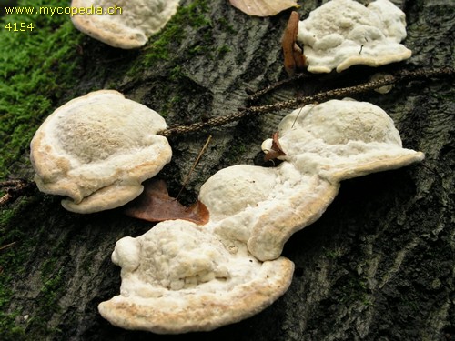 Trametes gibbosa - 