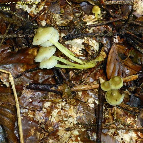 Mycena epipterygia var. epipterygioides - 