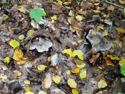 Tricholoma sciodes - 