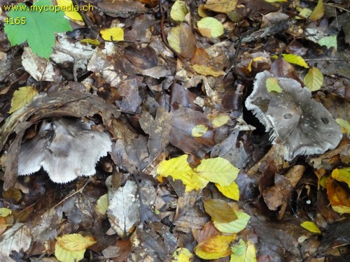 Tricholoma sciodes - 