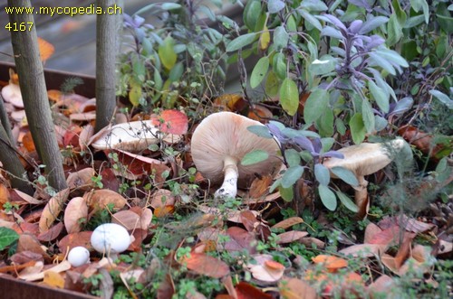 Leucoagaricus - 