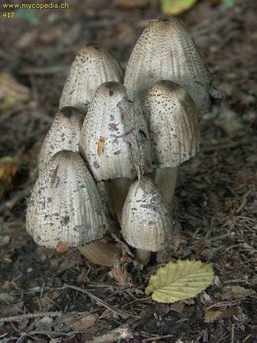 Coprinopsis atramentaria - 