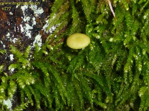 Chrysomphalina grossula - 