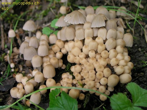 Coprinellus disseminatus - 