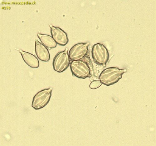 Gautieria morchelliformis - 