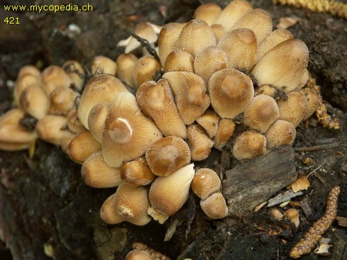 Coprinellus micaceus - 