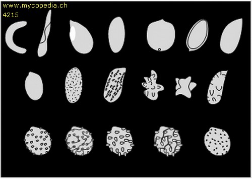 Sporenform - 