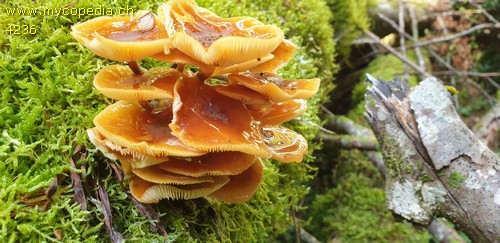 Flammulina velutipes - 