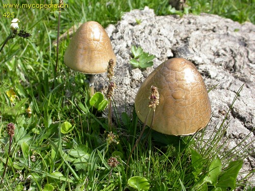 Panaeolus semiovatus - 