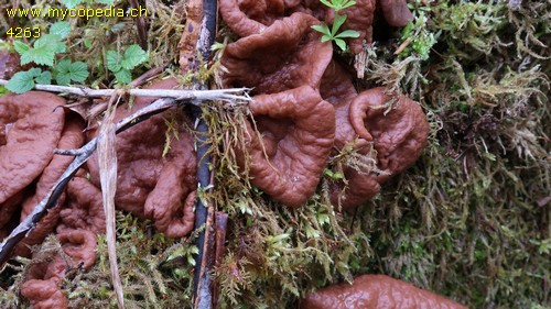 Gyromitra perlata - 