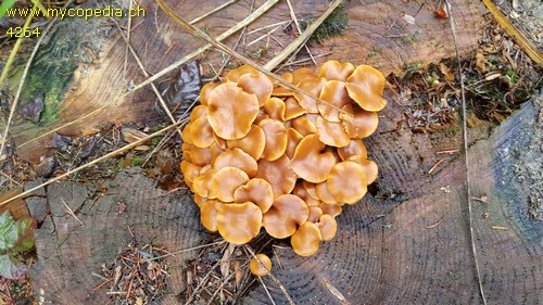 Kuehneromyces mutabilis - 