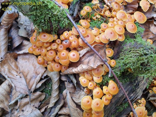 Xeromphalina campanella - 