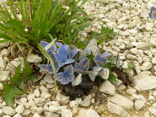 Polyommatus icarus - 