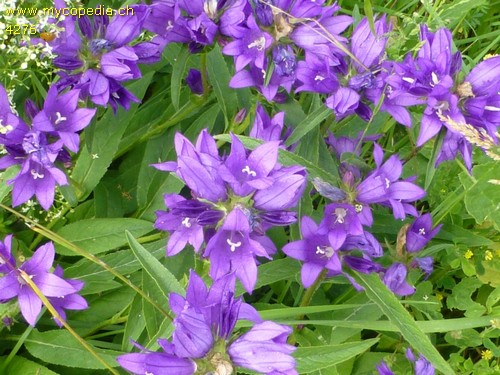 Campanula glomerata - 