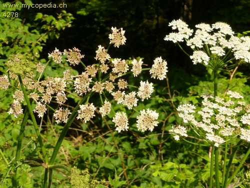 Angelica sylvestris - 