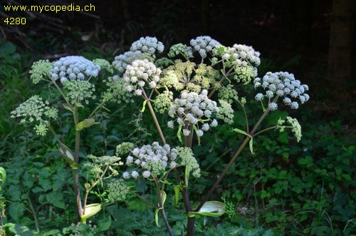 Angelica sylvestris - 