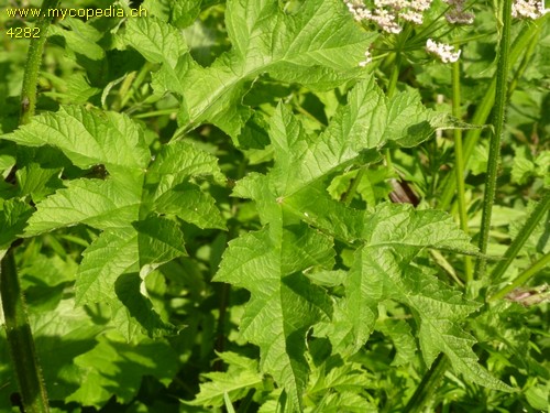 Angelica sylvestris - 