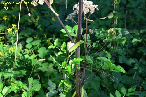 Angelica sylvestris - 