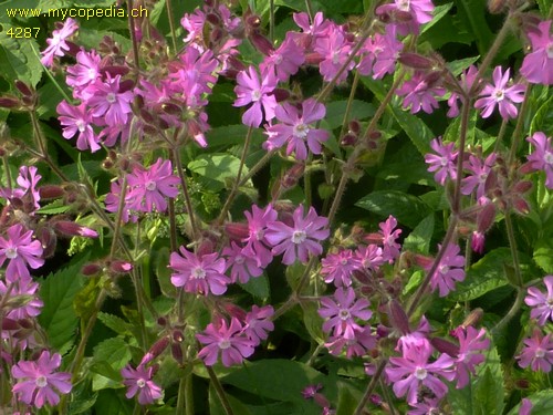 Silene dioica - 