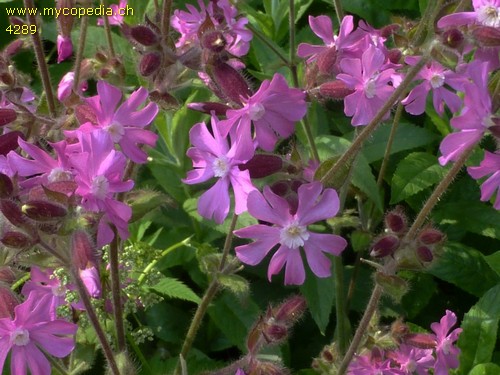 Silene dioica - 