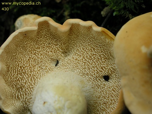 Hydnum repandum - 