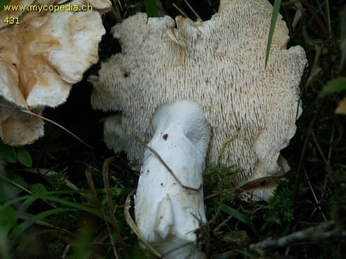 Hydnum repandum - 