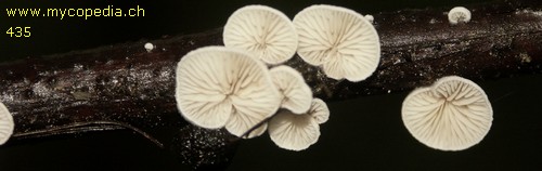 Crepidotus applanatus - 