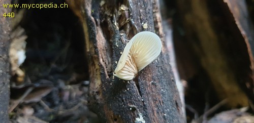 Crepidotus applanatus - 