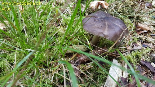 Pluteus cervinus - 