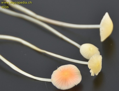 Atheniella flavoalba - 