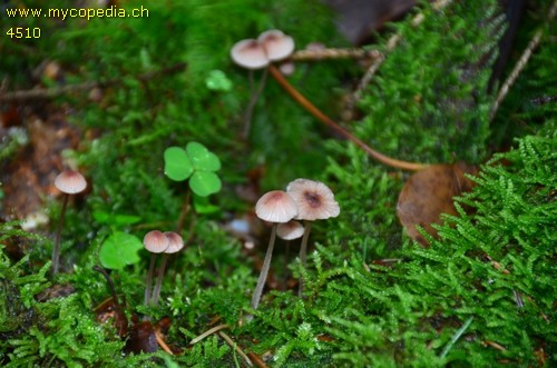 Mycena capillaripes - 