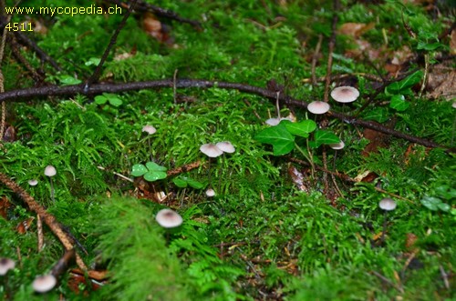 Mycena capillaripes - 