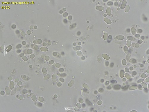 Mycena capillaripes - Sporen - Melzers  - 