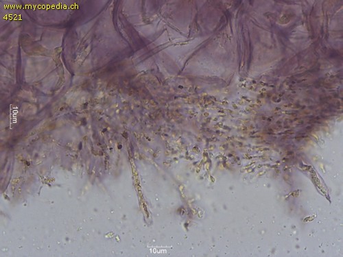 Mycena capillaripes - HDS - Kongorot  - 