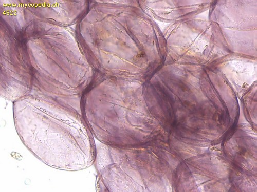 Mycena capillaripes - HDS mit blasigen Zellen - 