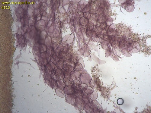 Mycena capillaripes - HDS mit blasigen Zellen - Kongorot  - 