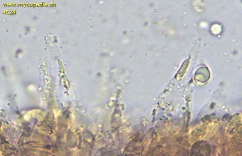 Mycena capillaripes - Cheilozystiden - Wasser  - 
