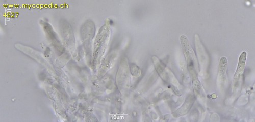 Roridomyces roridus - Cheilozystiden - 