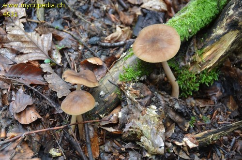 Pluteus roseipes - 